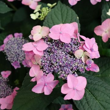 Hydrangea macrophylla Nanping - Schermhortensia