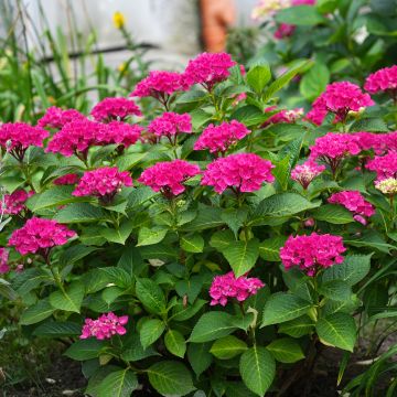 Hydrangea macrophylla Pia - Bolhortensia Hydrangea macrophylla Pia - Bolhortensia