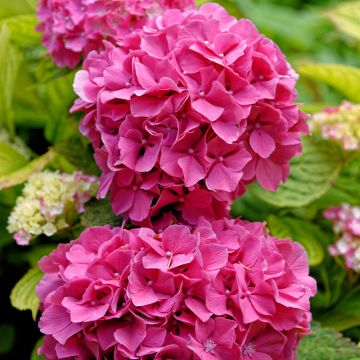 Hydrangea macrophylla Pink Pop - Bolhortensia