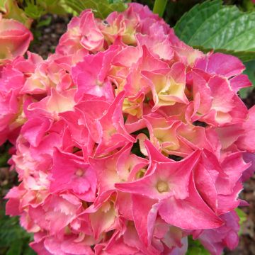 Hydrangea macrophylla Pink Love - Bolhortensia