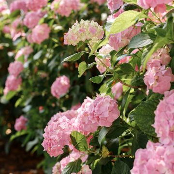 Hydrangea macrophylla Soft Pink Salsa - Boerenhortensia