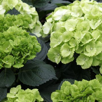 Hydrangea macrophylla Verdi - Bolhortensia