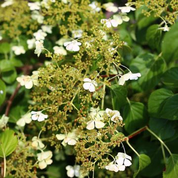Hydrangea petiolaris Cordifolia - Klimhortensia
