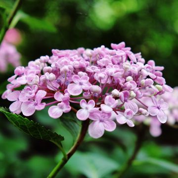 Hydrangea macrophylla Ayesha - Bolhortensia