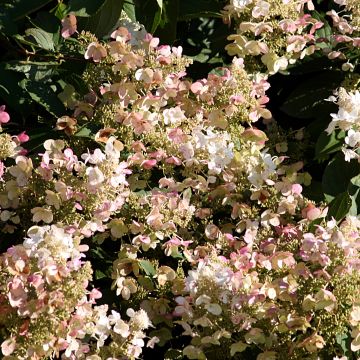 Hydrangea paniculata Burgondy Lace - Pluimhortensia