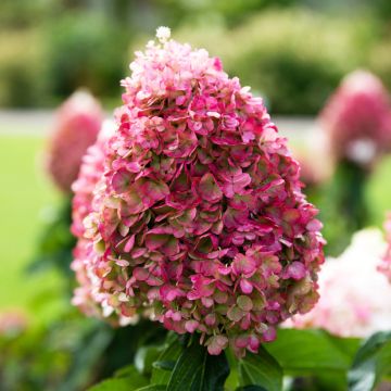 Hydrangea paniculata Living Pinky Promise - Pluimhortensia