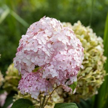 Hydrangea arborescens Stand up Pink - Sneeuwballenhortensia