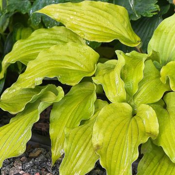 Hosta Flemish Gold - Hartlelie