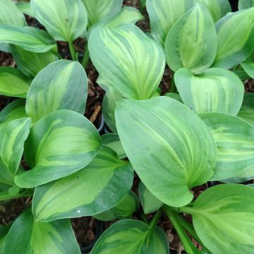 Hosta Adorable - Hartlelie