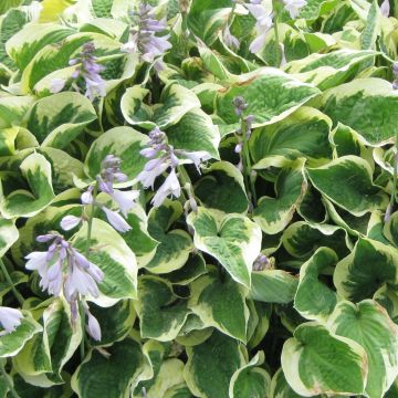 Hosta Austin Dickinson - Hartlelie