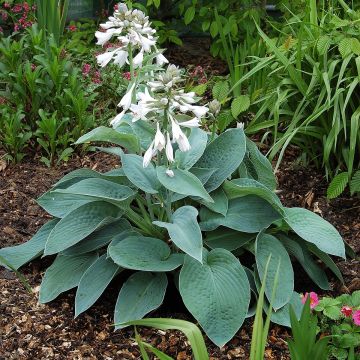 Hosta Big Mama - Hartlelie