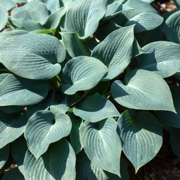 Hosta Blue Mammoth - Hartlelie