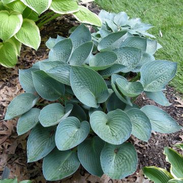 Hosta Blue Vision - Hartlelie