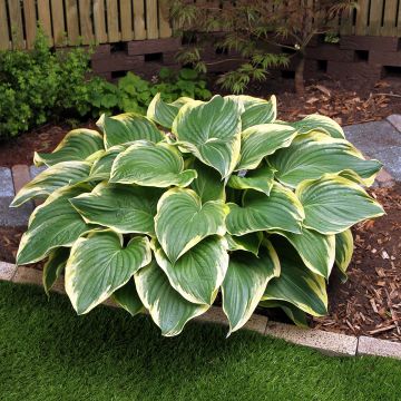 Hosta Broadway - Hartlelie