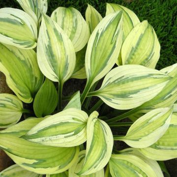 Hosta Captain's Adventure - Hartlelie