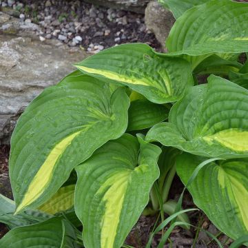 Hosta Center Of Attention - Hartlelie