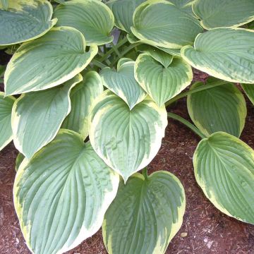 Hosta Christmas Tree - Hartlelie