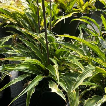 Hosta Curly Fries - Hartlelie