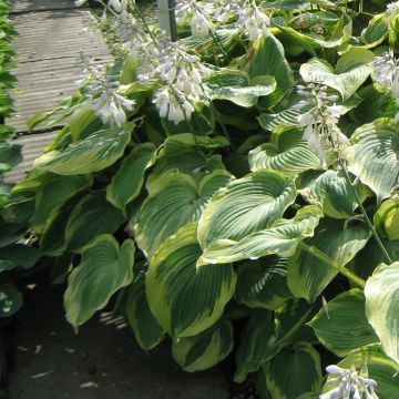 Hosta Earth Angel - Hartlelie