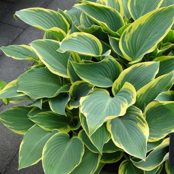 Hosta First Frost - Hartlelie