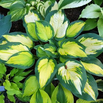 Hosta Forbidden Fruit - Hartlelie