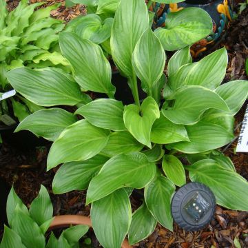 Hosta Fragrant Fire - Hartlelie