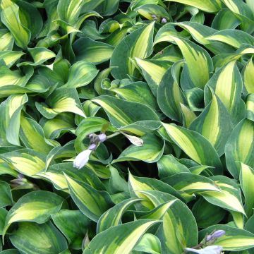 Hosta Grand Marquee - Hartlelie