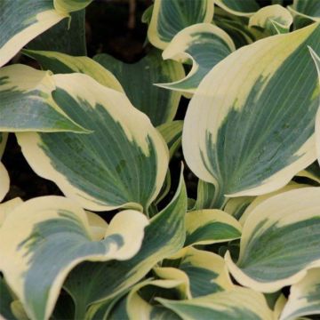 Hosta Great Escape - Hartlelie