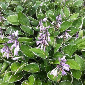 Hosta Green Gold - Hartlelie
