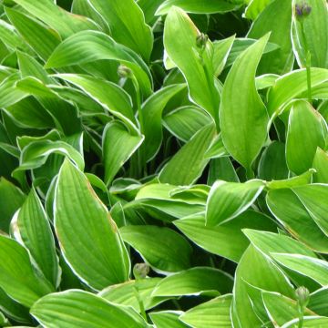 Hosta Herifu - Hartlelie
