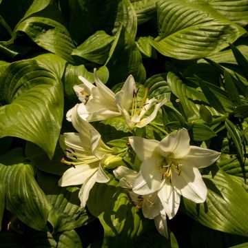 Hosta Honeybells - Hartlelie
