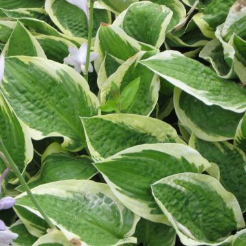 Hosta Honeysong - Hartlelie