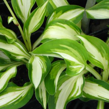 Hosta Joyce Trott - Hartlelie