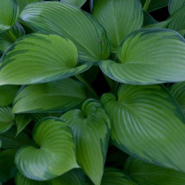 Hosta June Fever - Hartlelie