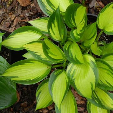 Hosta Justine - Hartlelie