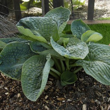 Hosta Lakeside Maverick - Hartlelie