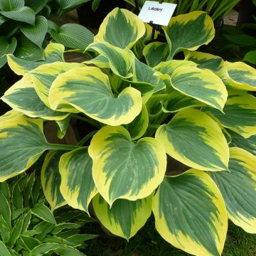 Hosta Liberty - Hartlelie