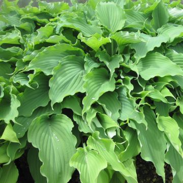 Hosta Neptune - Hartlelie