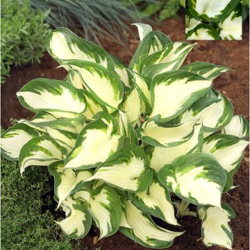 Hosta Paul Revere - Hartlelie