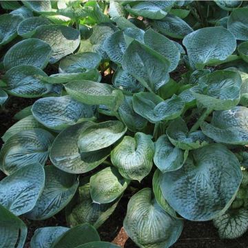 Hosta Prairie Sky - Hartlelie