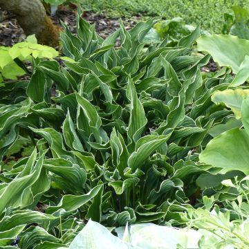 Hosta Praying Hands - Hartlelie