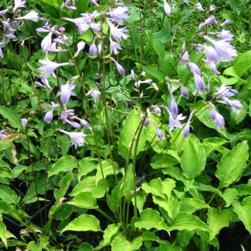 Hosta Purple Dwarf - Hartlelie