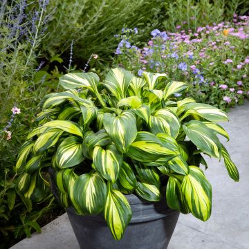 Hosta Rainbows End - Hartlelie