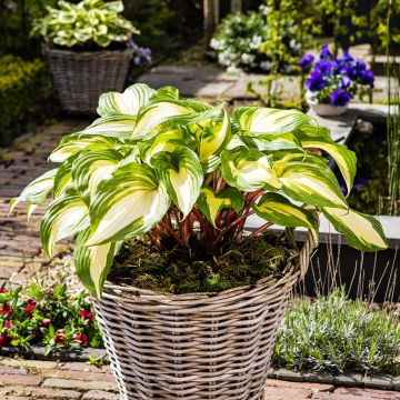Hosta Raspberry Sundae - Hartlelie