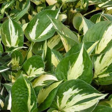 Hosta Revolution - Hartlelie
