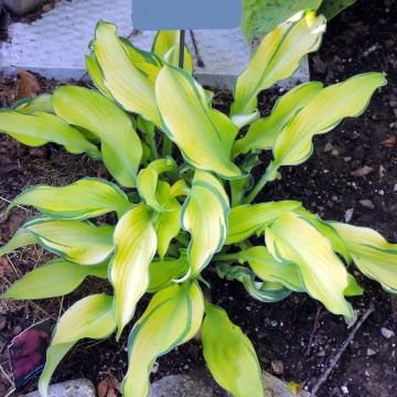 Hosta Ripple Effect - Hartlelie