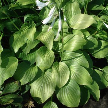 Hosta Royal Standard - Hartlelie