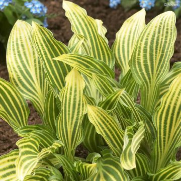 Hosta Siberian Tiger - Hartlelie