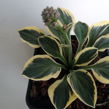 Hosta Smiling Mouse - Hartlelie