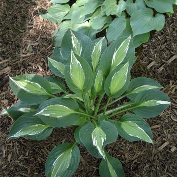 Hosta Snake Eyes - Hartlelie